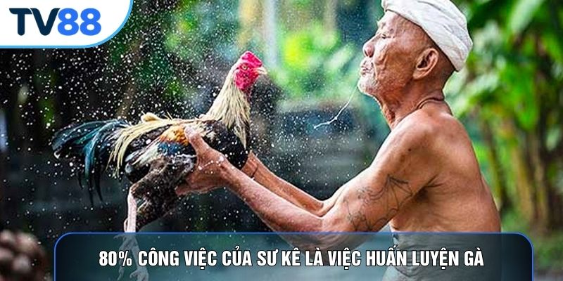 80% công việc của sư kê là việc huấn luyện gà 