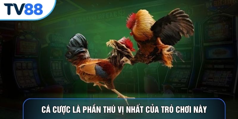 Cá cược là phần thú vị nhất của trò chơi này