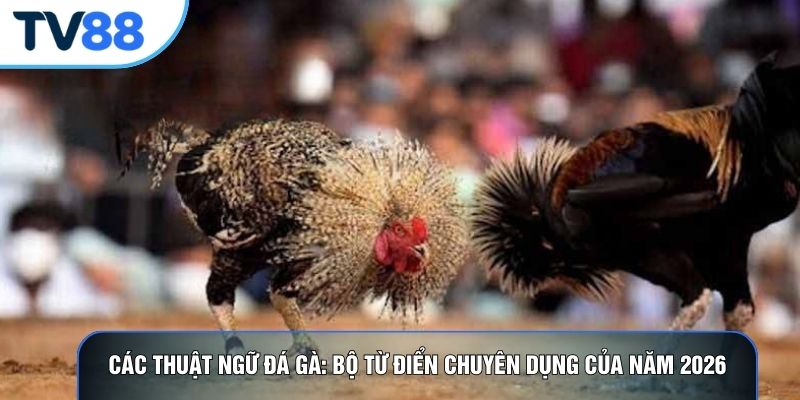 Các Thuật Ngữ Đá Gà: Bộ Từ Điển Chuyên Dụng Của Năm 2026