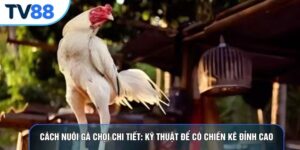 Cách Nuôi Gà Chọi Chi Tiết: Kỹ Thuật Để Có Chiến Kê Đỉnh Cao