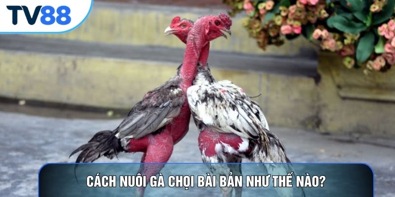 Cách nuôi gà chọi bài bản như thế nào?