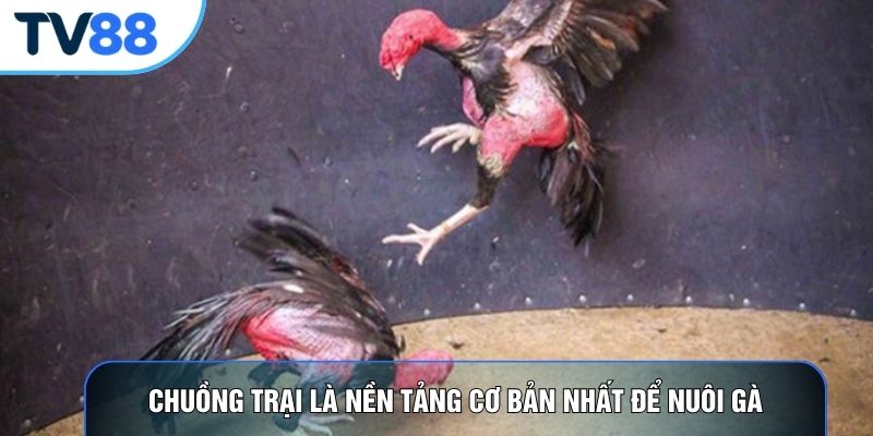 Chuồng trại là nền tảng cơ bản nhất để nuôi gà