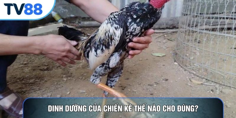 Dinh dưỡng của chiến kê thế nào cho đúng?