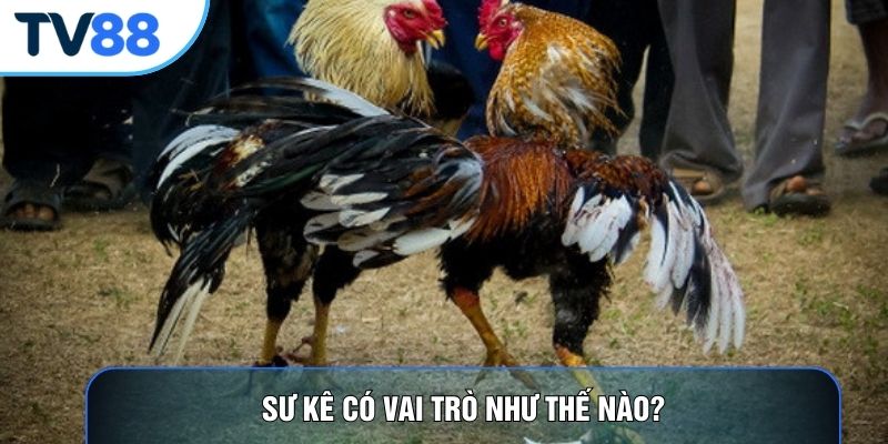Sư kê có vai trò như thế nào?